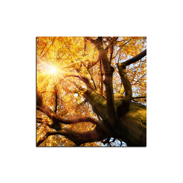 Obraz na plátně - Slunce přes větve stromu - čtverec